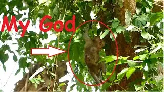 The Reason Why Mom Jane Leave Baby Janna Cry Scared Alone On The Tree and Try Move Nearly Fall Down?