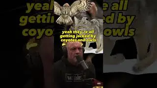 Why Coyotes Are the Solution to the Rat Problem - Joe Rogan and Dan Flores #JRE #1975