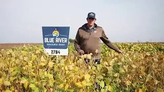 VIKING 27B4 NON-GMO SOYBEANS | 2.7 RM | ALBERT LEA SEED