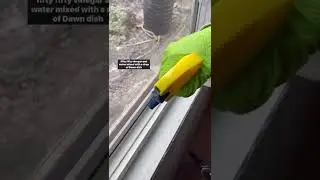 Let&rsquo;s clean these dirty window tracks #shorts #cleaning