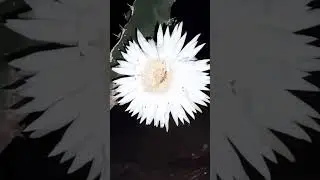 Flor de Jacube( Acabthocereus Terragonus) #plants #plantas #jacube #nopal #flowers #flor #noche