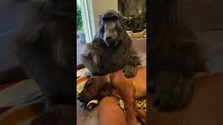 Mom Cindy the Baboon looking after Rigby the Puppy! 😍 #baboon  #puppy  #farmlife  #cuteanimals