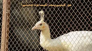 Cage for peacock | Proper Cage| Pen size | Peacock Villa