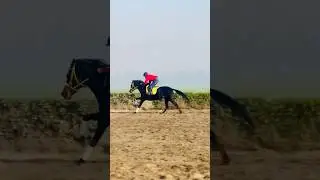 #horse #horses #horseracing #horseriding #horselover #shorts #equestrian #reels #workout #horserace