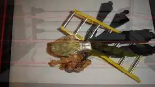 SJPW #2: Womens Championship Ladder Match: Trish Vs. Mickie