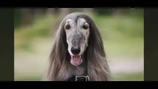 Afghan Hound::- In a  Land Rover tv 📺 commercial.
