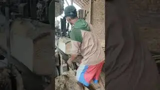 Kayu Waru murah meriah