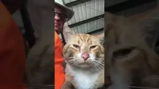 Willy found home #cat