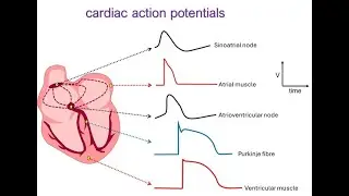 Cardiac action potentials: ionic mechanims and sympathetic regulation