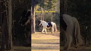 Moon is his name. He is a Gypsy Vanner.