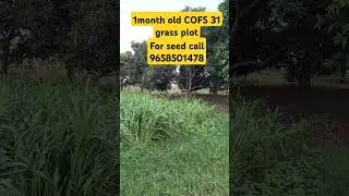 #cofs31 #foddergrass 1 month old excellent growth best #fodder for #cow #goat #buffalo