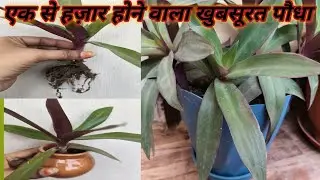 Indoor Rheo plant, perfect hanging plants.