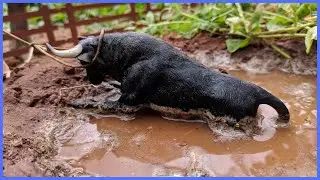 CHEGOU O TOURO MAIS BRAVO DE RODEIO #chapeudogato