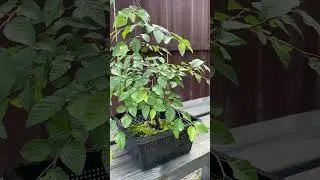 Korean hornbeam prebonsai  #summer #garden #carpinus