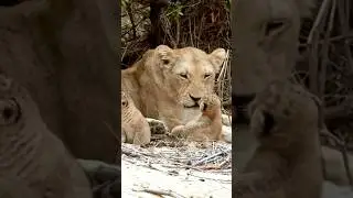 Cute tiny lion cubs with mother  #Lion #Shorts