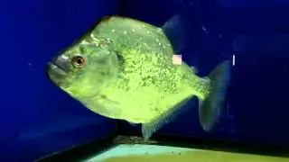 Geryi Piranha (Violet Line)