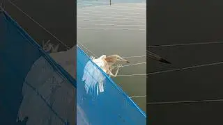 Shikari Pakshi Talab Mein Phans Gaya 😢 | Dekhiye Kya Hua Aage #Aquaculture #MiniVlog #vlog #fish
