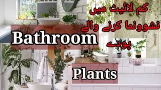 Best Plants for bathroom