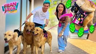 MY DOGS' MILLION COLLARS 🤑- Fran Japa