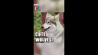 CUTE WOLVES 🐺 | Britain's Best Young Artist | #SHORTS