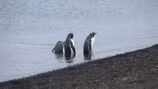 Gentoo Penguins at Deception Island, Antarctica (11.22.25)