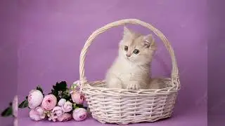 Very cute very sweet lovely Kittens ##funny ❣️❣️