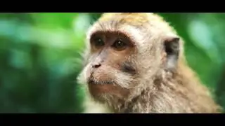 Bali Trailer | William Harrington