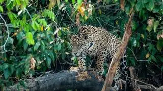 Master Wildlife Tracking with Aynore Soares Caldas - @Tapiraexpeditions