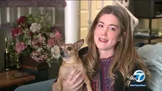 Sherman Oaks dog Casper going viral for his adorable singing videos | ABC7