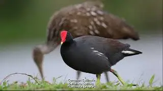 Birding in the wetland in Puerto Rico