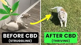 From Stumbling to Running Again: These CBD Dog Stories Are Truly Inspiring