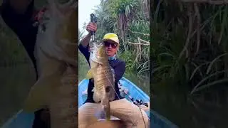 Spot Tail Bass Doyan Slashbait from BUZZLATER! #shorts #casting #topwater