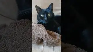 Cat Mocks Trump | Impression #comedy #funny #impression #voiceover #blackcat #leftisbest #fdjt #fyp
