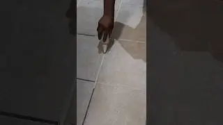Color sealing grout lines.