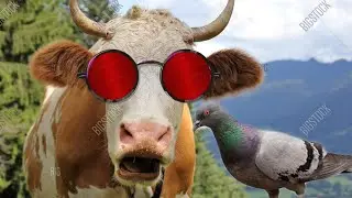 CRAZY COW DANCE  4   |   COW DANCE & COW SONG   |   COW DANCE 🐮🐮🐄🐄