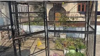 My kitchen garden 🪴 January 2026 🙏🤝