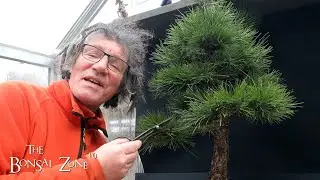 My Austrian Pine, Part 1, The Bonsai Zone, Dec 2023