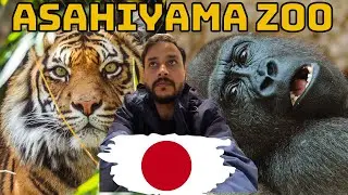 Cutest Penguin Walk In Asahiyama Zoo Japan|Asahiyama Zoo Tour In Hokkaido Japan|Coldest Zoo In Japan