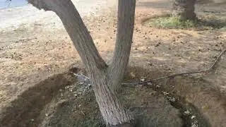 Squirrel 🐿️ seen at Sharjah