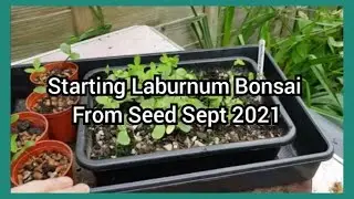 Starting Laburnum Bonsai From Seed 2021