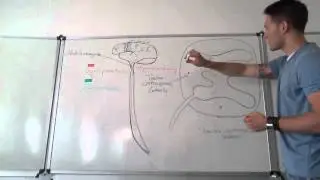 Pyramidenbahn - Pyramidales System