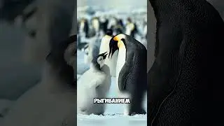 Пушистый птенец императорского пингвина 🐧😍#животные #милыеживотные