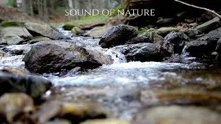 Sound of Nature | Gentle Stream Flow for Deep Relaxation & Healing