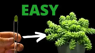 SUCCULENT Are The EASIEST Plants to Propagate - Burro&lsquo;s Tail