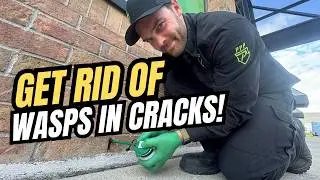Never Make This Mistake With Wasps & Hornets