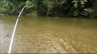 I Went Chasing sooty & jungle perch in the fresh water lure fishing cairns #fishing