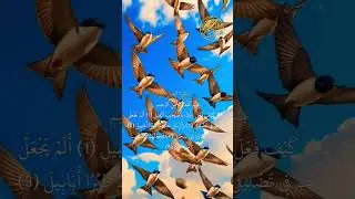 تفسير سورة الفيل للشيخ مصطفى كمال #سورة_الفيل #تفسير_القرآن_الكريم #قران_كريم #fyp #pourvous 