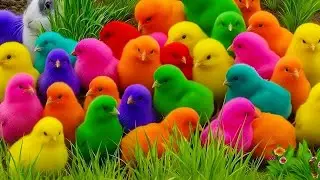Chicken, Rabbit, Duck, Turtle & Hamster Morning Routine &ndash; Cutest Start to Your Day