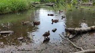 The Ducks Get Bitey