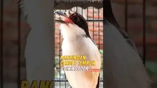 CENDET GACOR BUAT PANCINGAN CENDET AGAR IKUT BUNYI #cendetgacor #pancingancendet #mastercendet